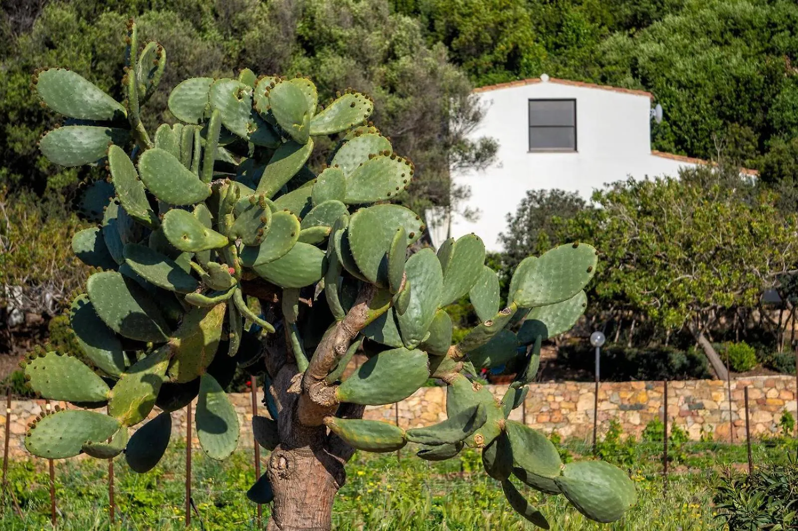 Semesterbostad La Pavoncella 1 Villa Marina di Gairo